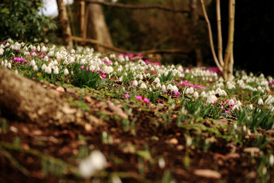 Close-up of purple crocus flowers on field