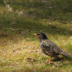 Bird perching on a field