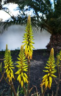 Close-up of yellow flowering plants on field