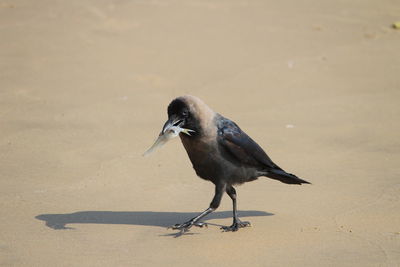 Bird perching on a sand