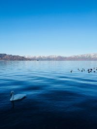 Birds swimming in sea against clear blue sky