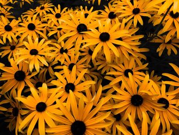 Full frame shot of yellow daisy flowers