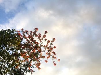 Low angle view of tree against cloudy sky