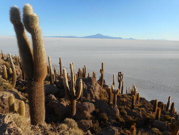 Cactus on sand against clear sky