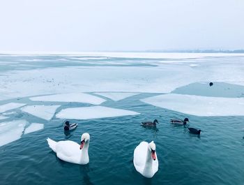 High angle view of swans swimming in sea against sky