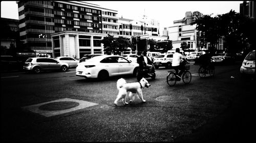 View of dog on road in city