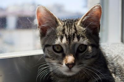 Close-up portrait of cat at home