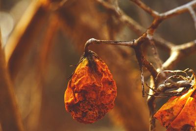 Close-up of dried autumn leaf