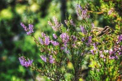 Close-up of purple flowers