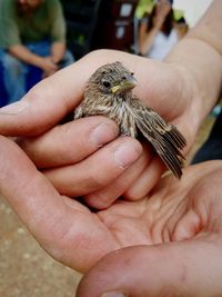 Close-up of hand holding bird