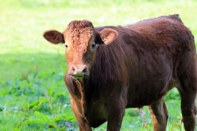 Portrait of cow standing on field