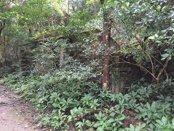 Trees growing in forest