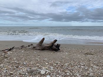 Driftwood on beach against sky