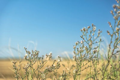 Close-up of flowering plants against clear sky