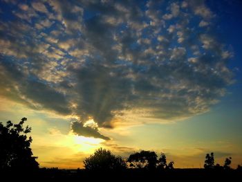 Silhouette of trees at sunset