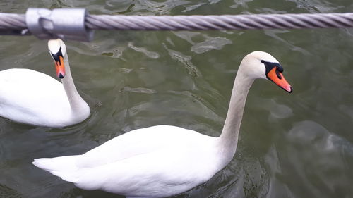 Swan floating on lake