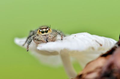 Close-up of spider