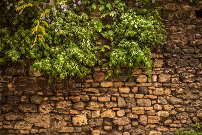 Plants growing on stone wall