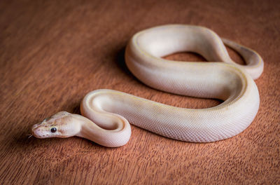 Close-up of lizard on wood