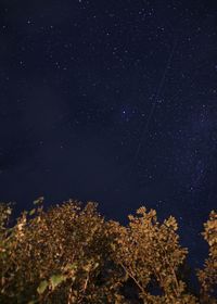 Low angle view of trees against sky at night