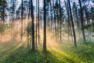 Pine trees in forest