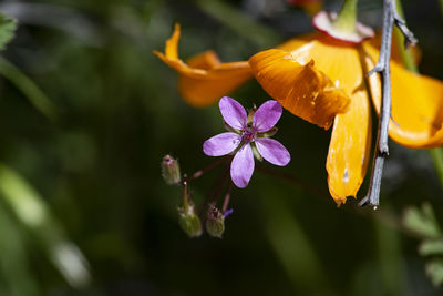 Close-up of purple flowering plant
