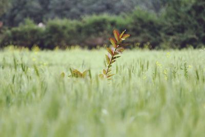 Wheat on field