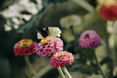 Close-up of butterfly pollinating on flower