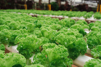 Close-up of fresh green leaves