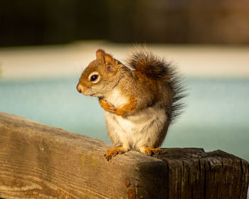 Close-up of squirrel sitting on wood