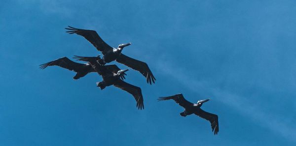 Low angle view of seagulls flying against blue sky