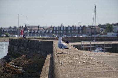 Seagull standing on harbour wall