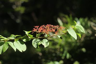 Close-up of plant