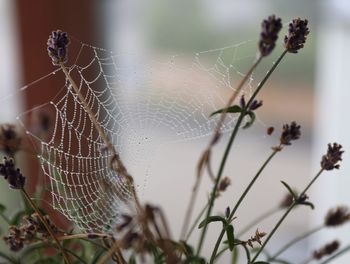 Close-up of spider on web