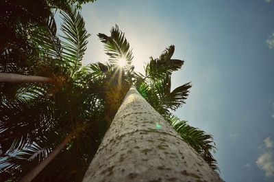 Low angle view of palm tree against sky