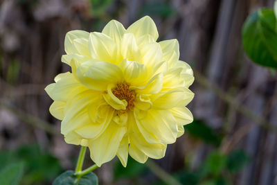 Close-up of yellow rose flower