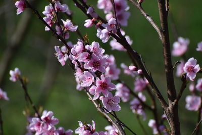 Close-up of pink cherry blossoms in spring