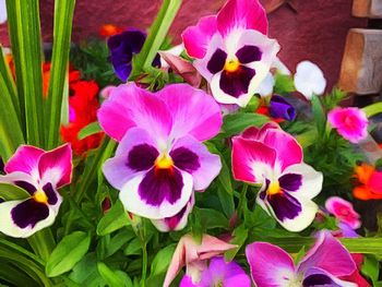 Close-up of purple flowers blooming outdoors