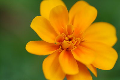 Close-up of yellow flower