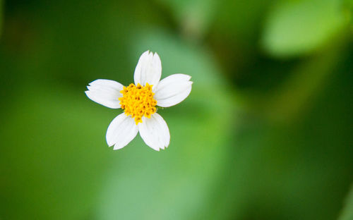 Close-up of white flower blooming outdoors