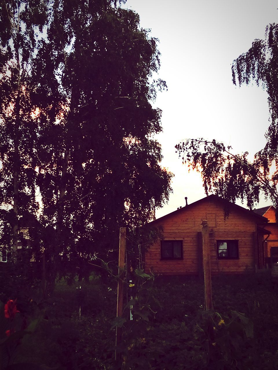 tree, built structure, architecture, growth, nature, outdoors, sky, no people, day, tranquility, beauty in nature, landscape