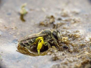 Close-up of insect on rock