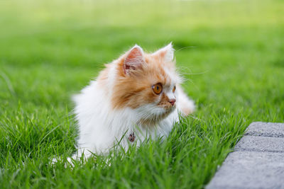 Cat looking away on field