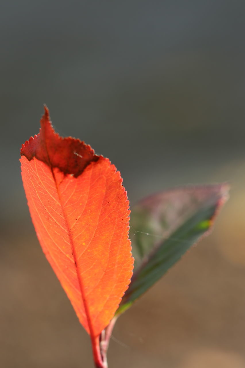 CLOSE-UP OF RED MAPLE LEAVES