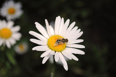 Close-up of bee on yellow flower