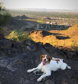 Dog sitting on landscape against sky