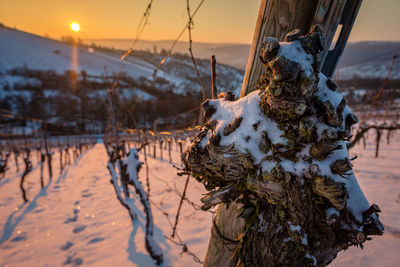 Old gnarled vine close-up with snow in winter vineyard landscape