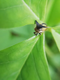Close-up of insect on leaf