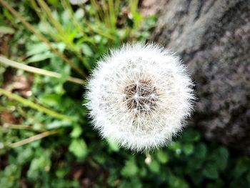 Close-up of dandelion flower on field