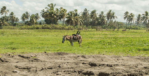 Horse on field against sky